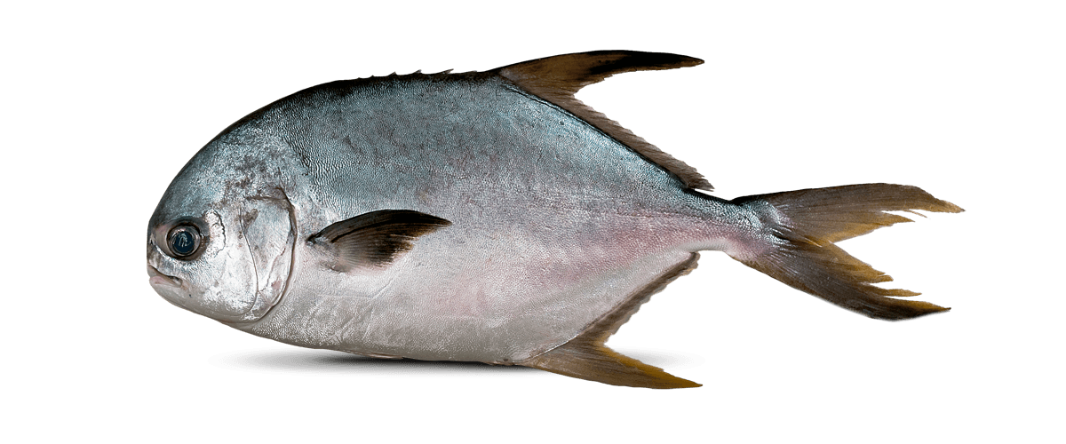 Pomfret