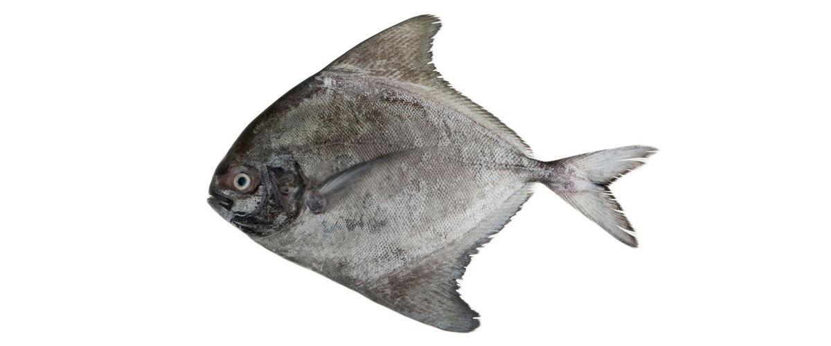 New Zealand Red Snapper