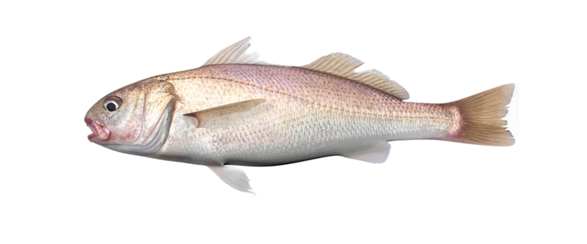 New Zealand Red Snapper