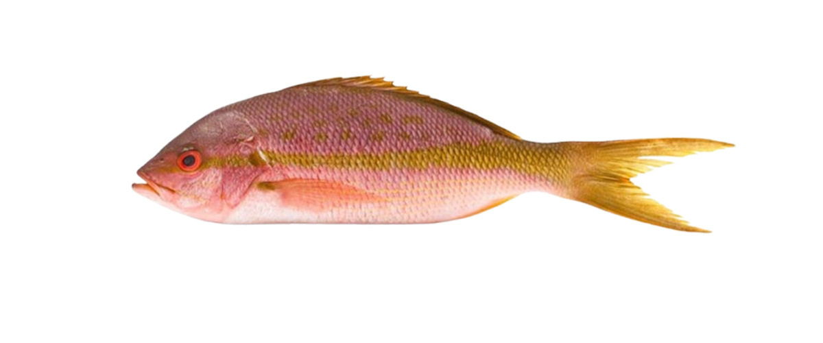 New Zealand Red Snapper