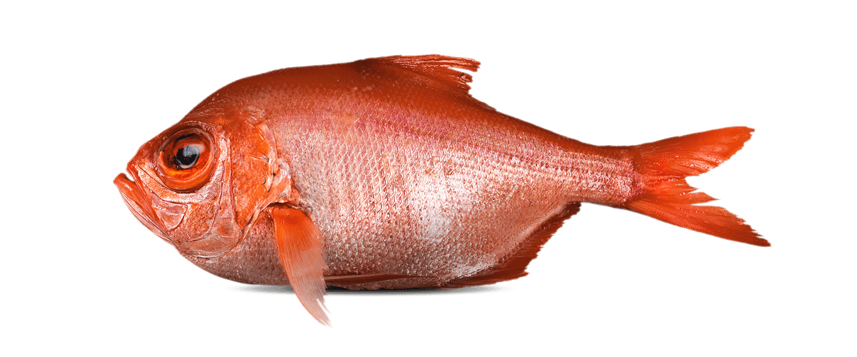 New Zealand Red Snapper