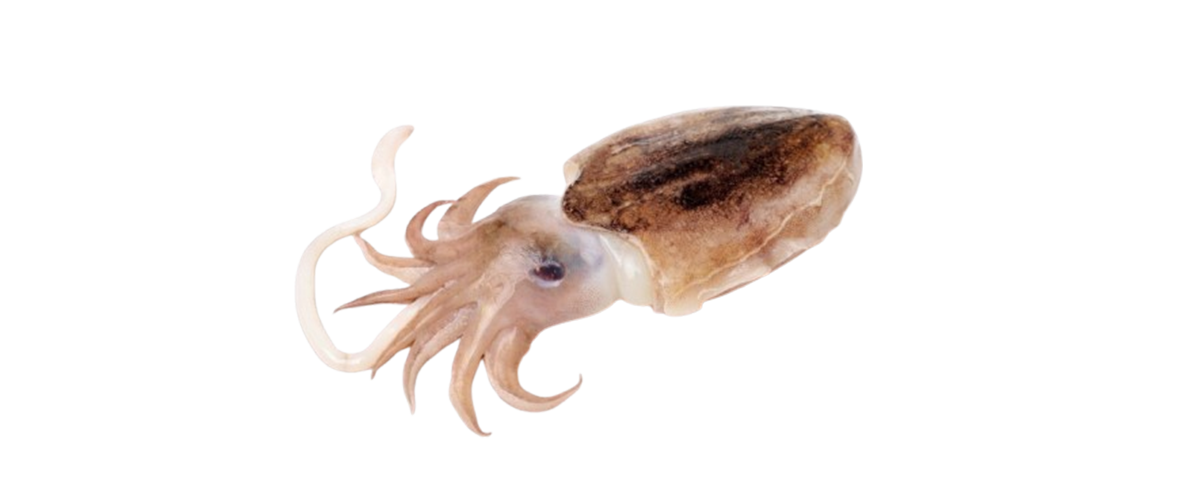 New Zealand Red Snapper