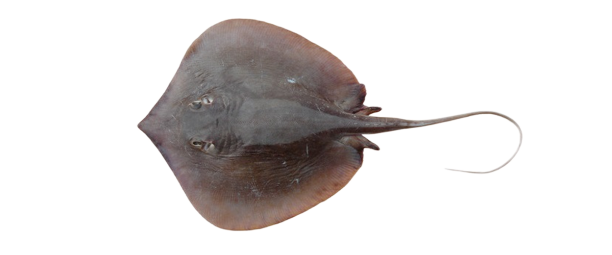 New Zealand Red Snapper