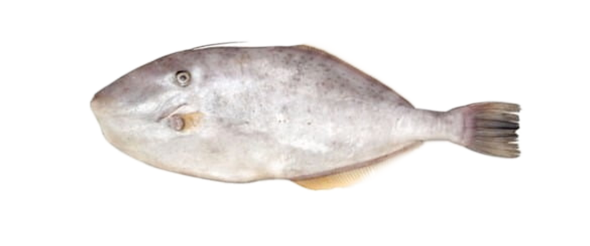 New Zealand Red Snapper