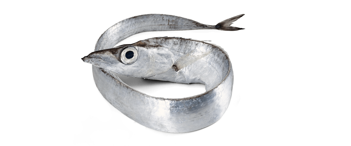 New Zealand Red Snapper