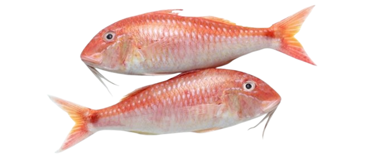 New Zealand Red Snapper