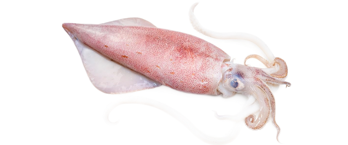 New Zealand Red Snapper