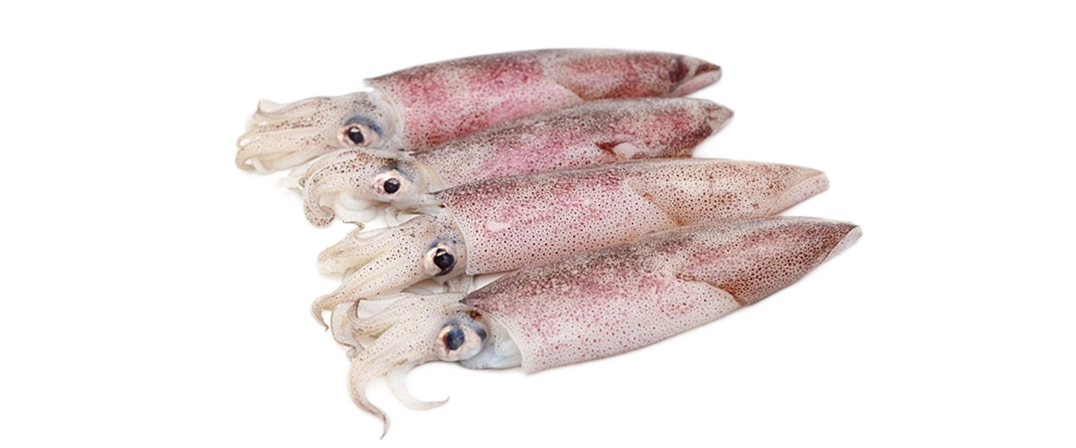 New Zealand Red Snapper