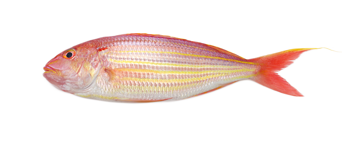 New Zealand Red Snapper